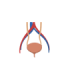 Physiolibrary.Icons.Bladder