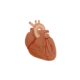 Physiolibrary.Icons.Heart
