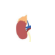 Physiolibrary.Icons.Kidney