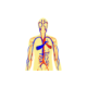Physiolibrary.Icons.PeripheralCirculation