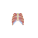Physiolibrary.Icons.RespiratoryMuscle
