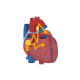 Physiolibrary.Icons.SinoatrialNode