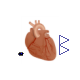 Physiolibrary.Organs.Heart.Components.ANP