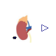 Physiolibrary.Organs.Kidney.EPO
