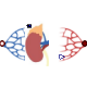 Physiolibrary.Organs.Kidney.Kidney