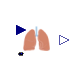 Physiolibrary.Organs.Lungs.Components.Angiotensine2