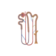 Physiolibrary.Icons.Nephron